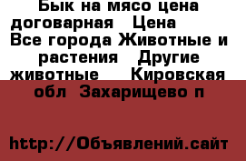 Бык на мясо цена договарная › Цена ­ 300 - Все города Животные и растения » Другие животные   . Кировская обл.,Захарищево п.